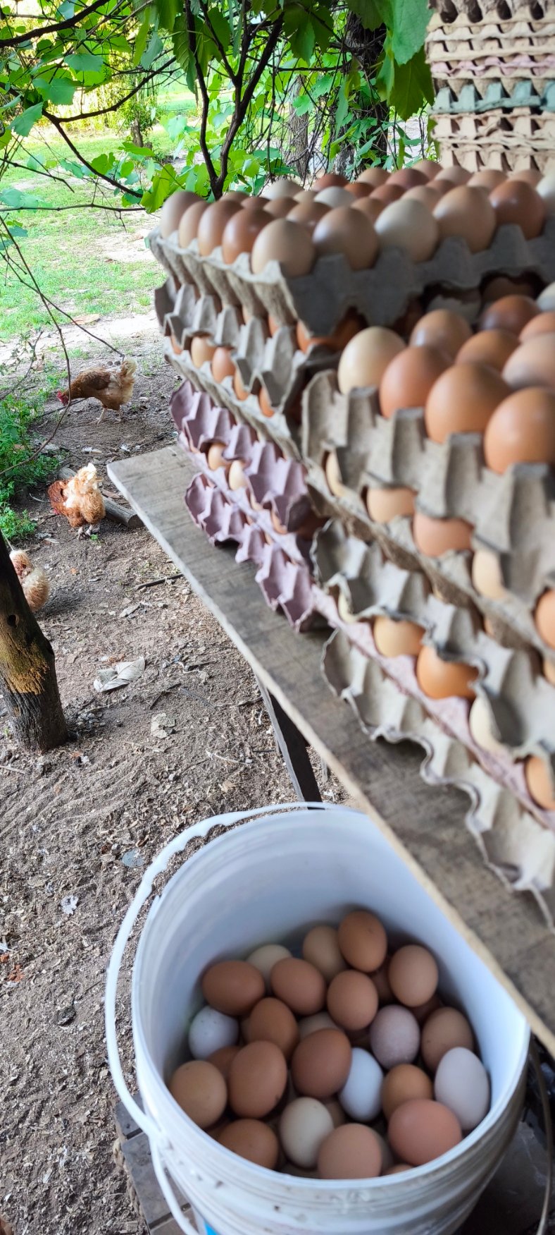 Produccion de La Ponedora